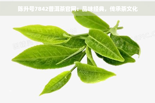 陈升号7842普洱茶官网：品味经典，传承茶文化