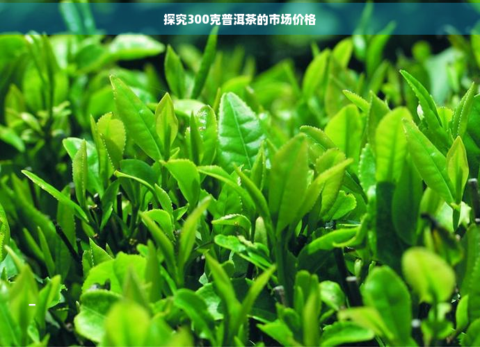 探究300克普洱茶的市场价格