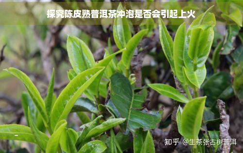 探究陈皮熟普洱茶冲泡是否会引起上火