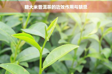 糖大米普洱茶的功效作用与禁忌