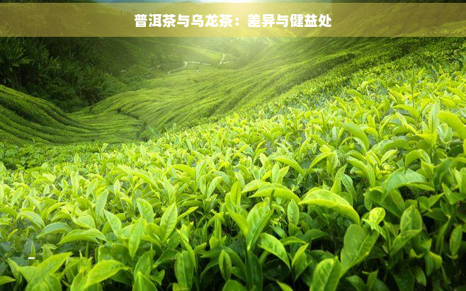 普洱茶与乌龙茶：差异与健益处