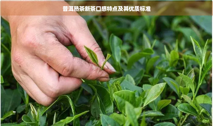 普洱熟茶新茶口感特点及其优质标准