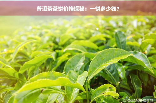 普洱茶茶饼价格探秘：一饼多少钱？