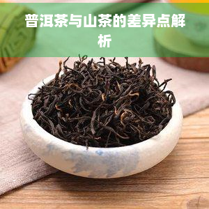 普洱茶与山茶的差异点解析