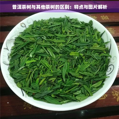 普洱茶树与其他茶树的区别：特点与图片解析