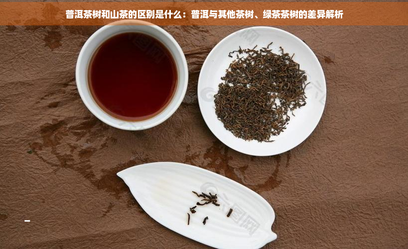 普洱茶树和山茶的区别是什么：普洱与其他茶树、绿茶茶树的差异解析