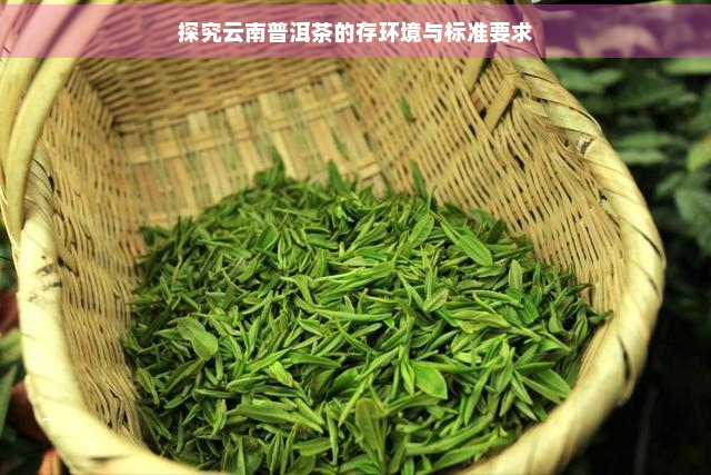 探究云南普洱茶的存环境与标准要求