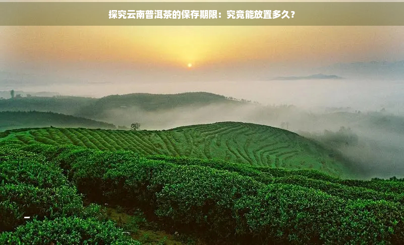 探究云南普洱茶的保存期限：究竟能放置多久？