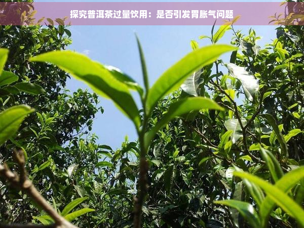 探究普洱茶过量饮用：是否引发胃胀气问题