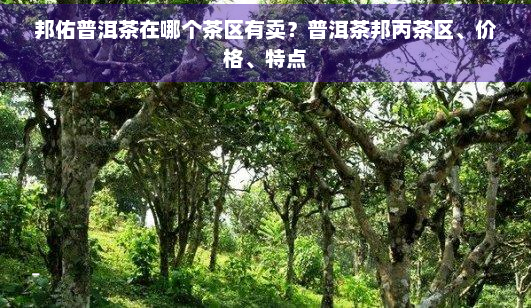 邦佑普洱茶在哪个茶区有卖？普洱茶邦丙茶区、价格、特点