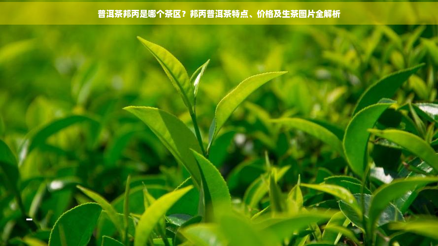 普洱茶邦丙是哪个茶区？邦丙普洱茶特点、价格及生茶图片全解析