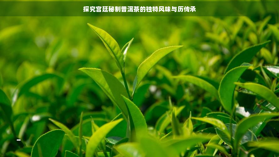 探究宫廷秘制普洱茶的独特风味与历传承