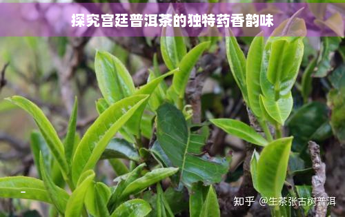 探究宫廷普洱茶的独特香韵味