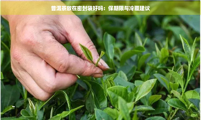 普洱茶放在密封袋好吗：保期限与冷藏建议