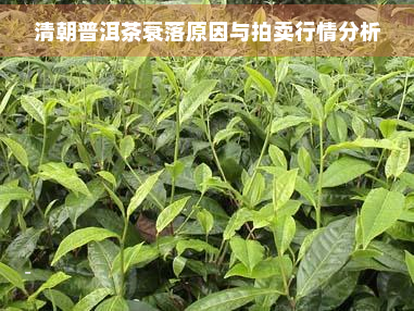 清朝普洱茶衰落原因与拍卖行情分析