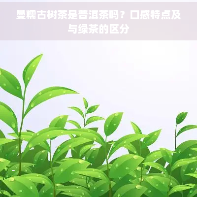 曼糯古树茶是普洱茶吗？口感特点及与绿茶的区分