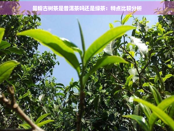 曼糯古树茶是普洱茶吗还是绿茶：特点比较分析