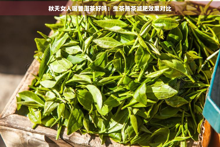 秋天女人喝普洱茶好吗：生茶熟茶减肥效果对比