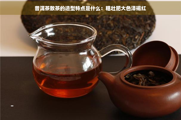 普洱茶散茶的造型特点是什么：粗壮肥大色泽褐红