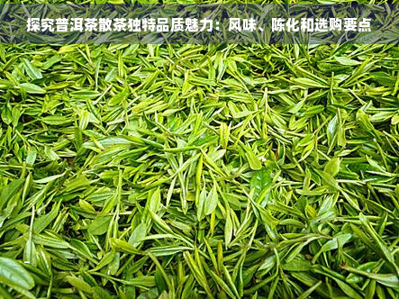 探究普洱茶散茶独特品质魅力：风味、陈化和选购要点