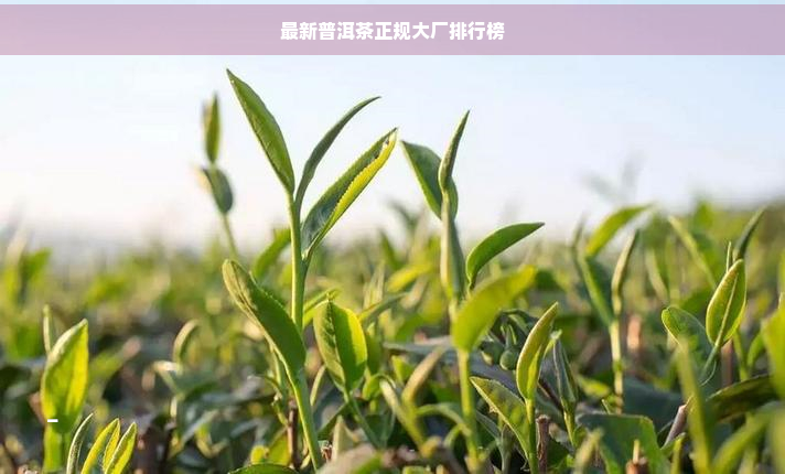 最新普洱茶正规大厂排行榜