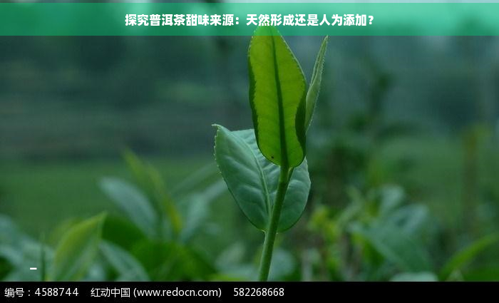 探究普洱茶甜味来源：天然形成还是人为添加？