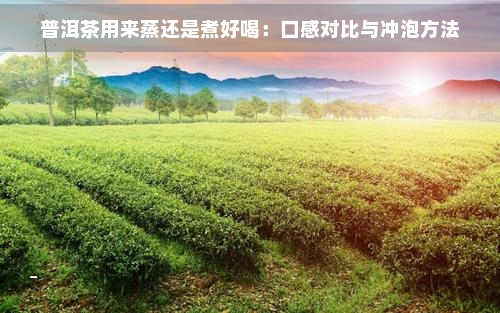 普洱茶用来蒸还是煮好喝：口感对比与冲泡方法