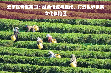 云南联普洱茶园：融合传统与现代，打造世界级茶文化体验区