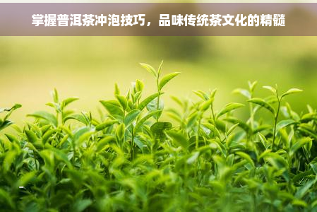 掌握普洱茶冲泡技巧，品味传统茶文化的精髓