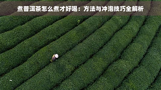 煮普洱茶怎么煮才好喝：方法与冲泡技巧全解析